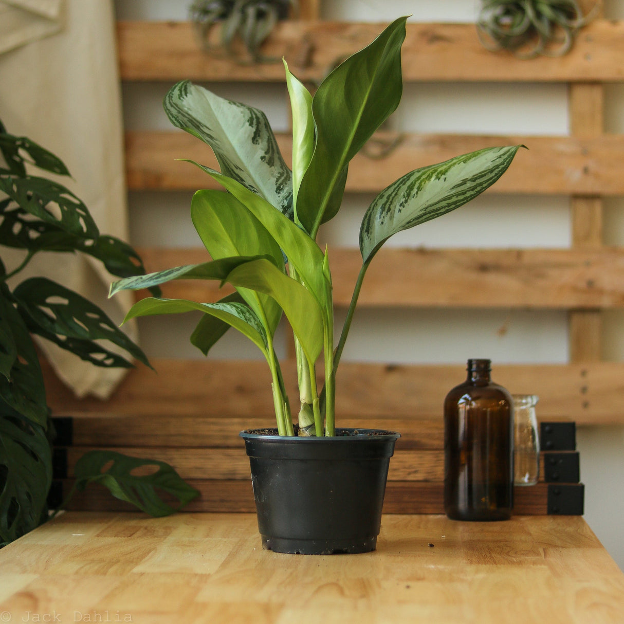 Aglaonema Commutatum 'Silver Bay' Chinese Evergreen - Ed's Plant Shop