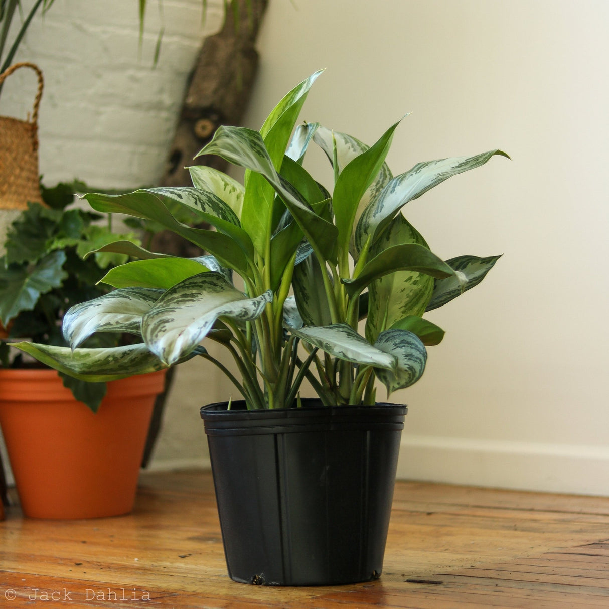 Aglaonema Commutatum 'Silver Bay' Chinese Evergreen - Ed's Plant Shop