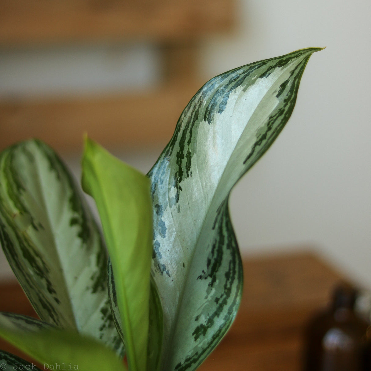 Aglaonema Commutatum 'Silver Bay' Chinese Evergreen - Ed's Plant Shop