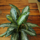 Aglaonema Commutatum 'Silver Bay' Chinese Evergreen - Ed's Plant Shop