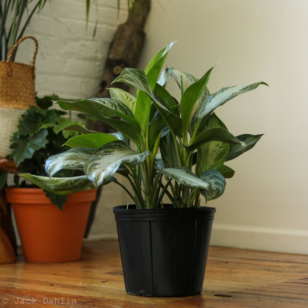 Aglaonema Commutatum 'Silver Bay' Chinese Evergreen - Ed's Plant Shop