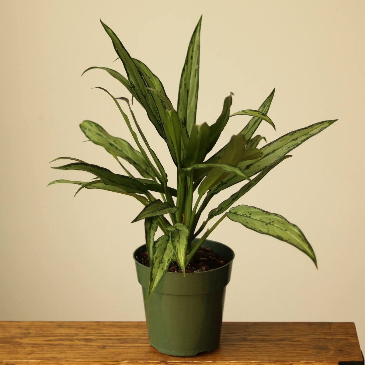 aglaonema cutlass white stem Cutlass Chinese Evergreen Plant - Aglaonema - Low Light