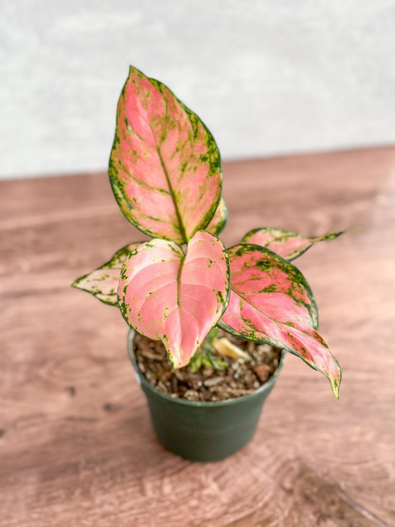 Aglaonema - Pink Chinese Evergreen - Ed's Plant Shop