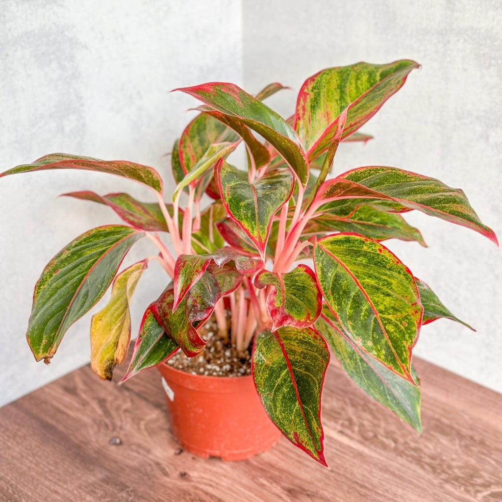 Aglaonema 'Siam Aurora Red' Chinese Evergreen - Ed's Plant Shop