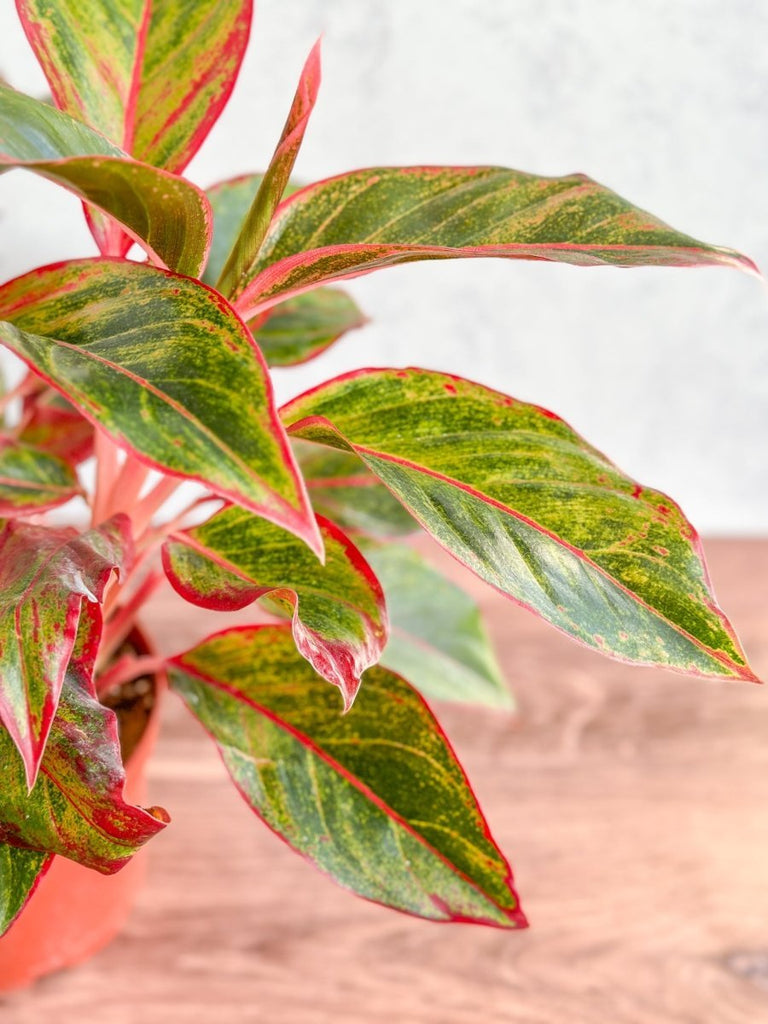 Aglaonema 'Siam Aurora Red' Chinese Evergreen - 8" Nursery Pot - Ed's Plant Shop