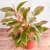 Aglaonema 'Siam Aurora Red' Chinese Evergreen - 8" Nursery Pot - Ed's Plant Shop