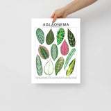 Aglaonema Species ID Chart - Botanical Houseplant Art Print - Ed's Plant Shop