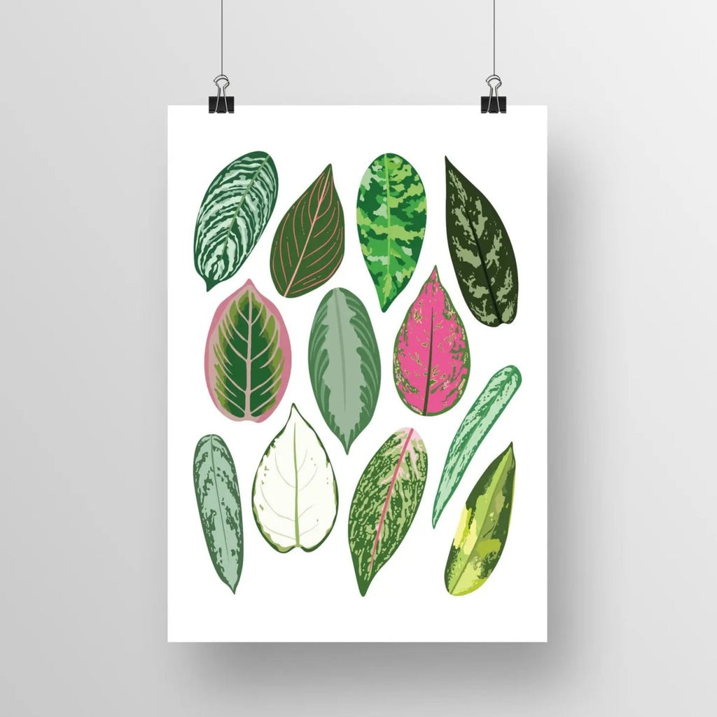 Aglaonema Species ID Chart - Botanical Houseplant Art Print - Ed's Plant Shop
