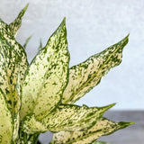 Aglaonema 'Spring Snow' - Ed's Plant Shop