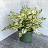 Aglaonema 'Spring Snow' - Ed's Plant Shop