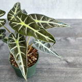 Alocasia Amazonica 'Bambino' - Ed's Plant Shop