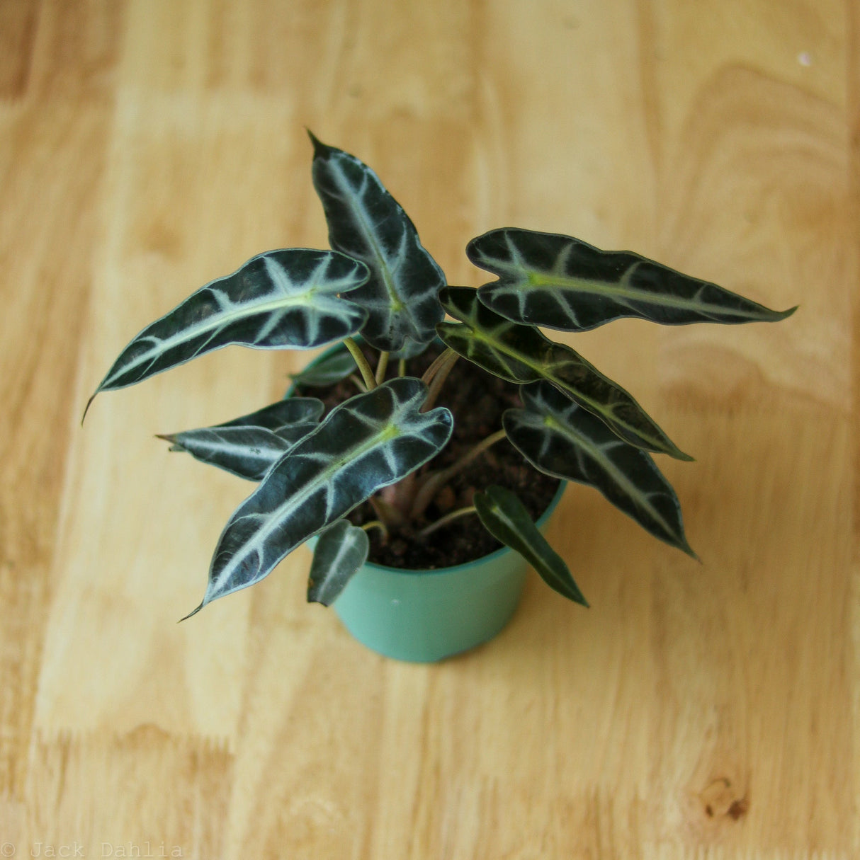 Alocasia Amazonica 'Bambino' - Ed's Plant Shop