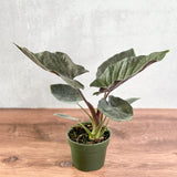 Alocasia 'Antoro Velvet' - Antoro Velvet Alocasia - Ed's Plant Shop