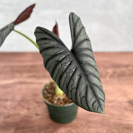 Alocasia 'Blue Dragon' - Ed's Plant Shop