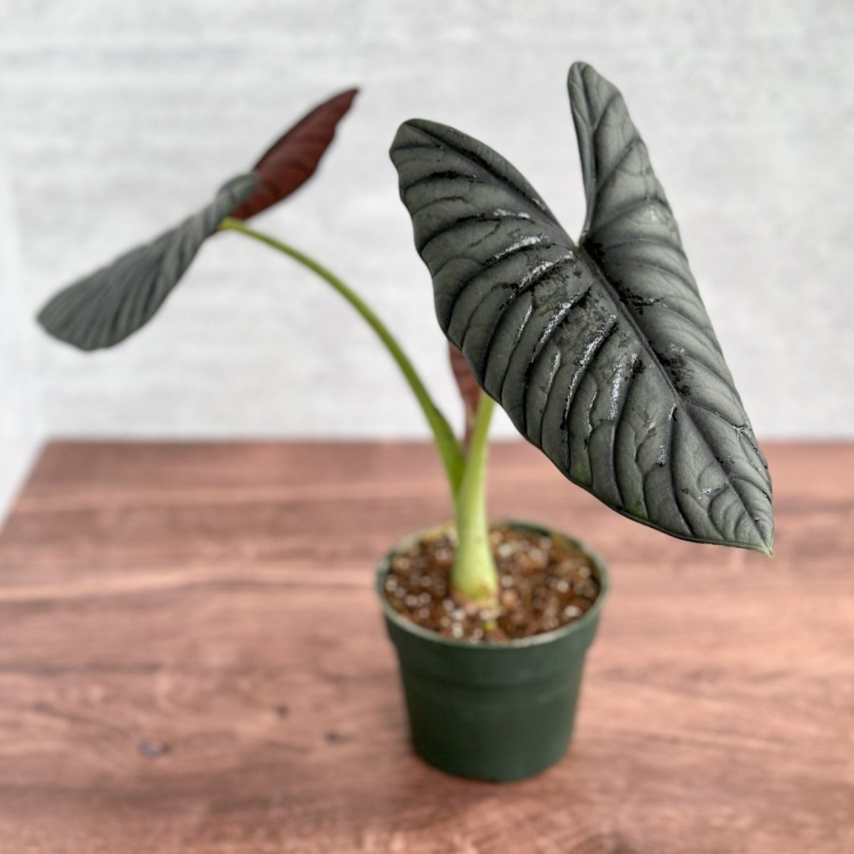 Alocasia 'Blue Dragon' - Ed's Plant Shop