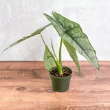 Alocasia heterophylla 'Dragon's Breath' - Dragon's Breath Alocasia - Ed's Plant Shop