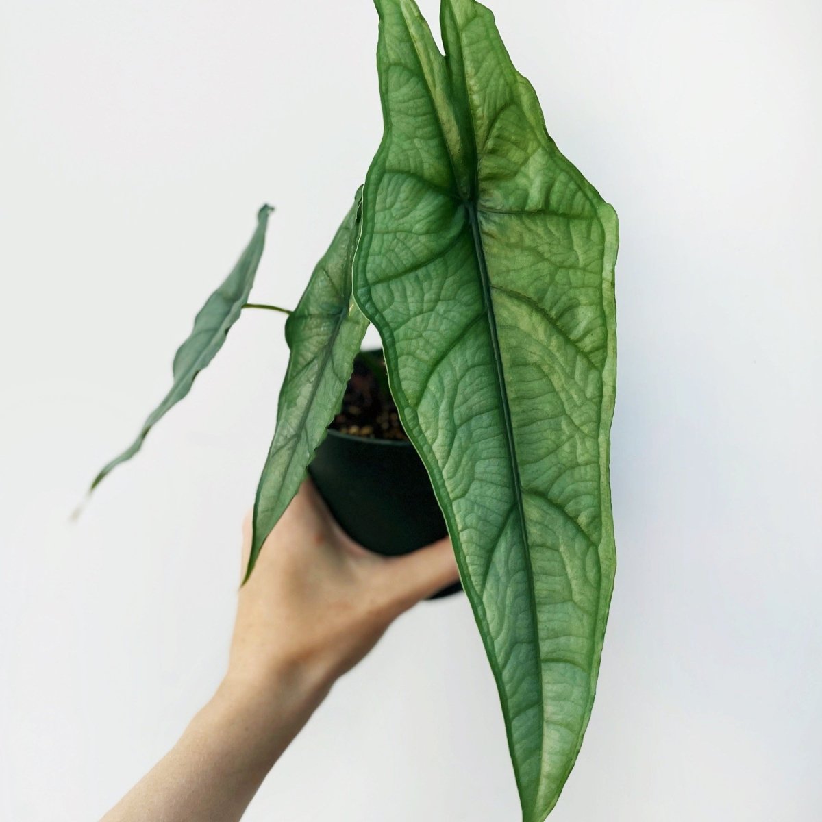 Alocasia heterophylla 'Dragon's Breath' - Dragon's Breath Alocasia - Ed's Plant Shop