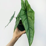 Alocasia heterophylla 'Dragon's Breath' - Dragon's Breath Alocasia - Ed's Plant Shop