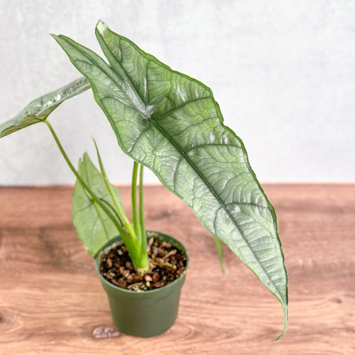 Alocasia heterophylla 'Dragon's Breath' - Dragon's Breath Alocasia - Ed's Plant Shop