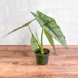 Alocasia heterophylla 'Dragon's Breath' - Dragon's Breath Alocasia - Ed's Plant Shop