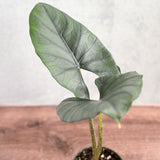 Alocasia imperialis - Imperialis Elephant Ear - Ed's Plant Shop