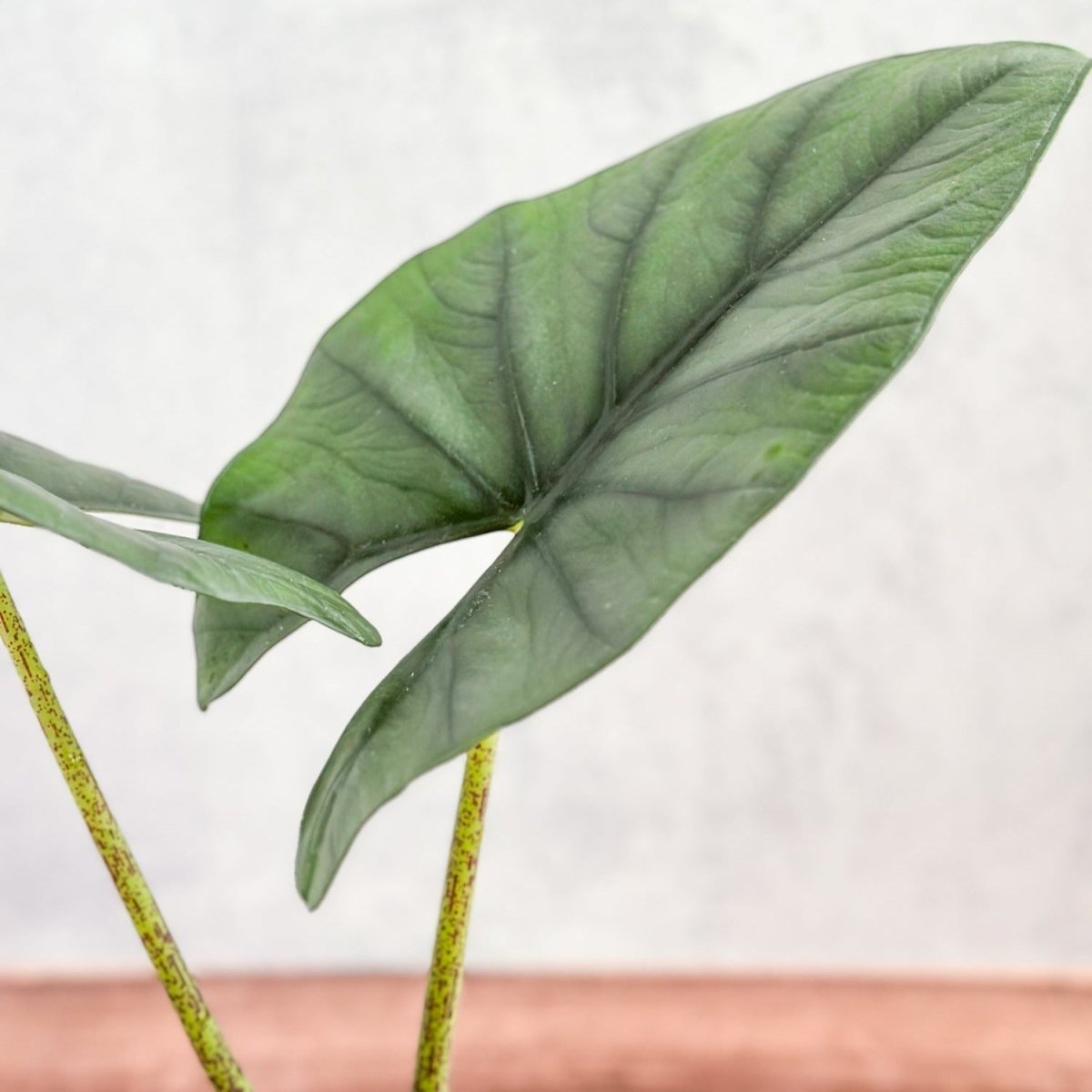 Alocasia imperialis - Imperialis Elephant Ear - Ed's Plant Shop