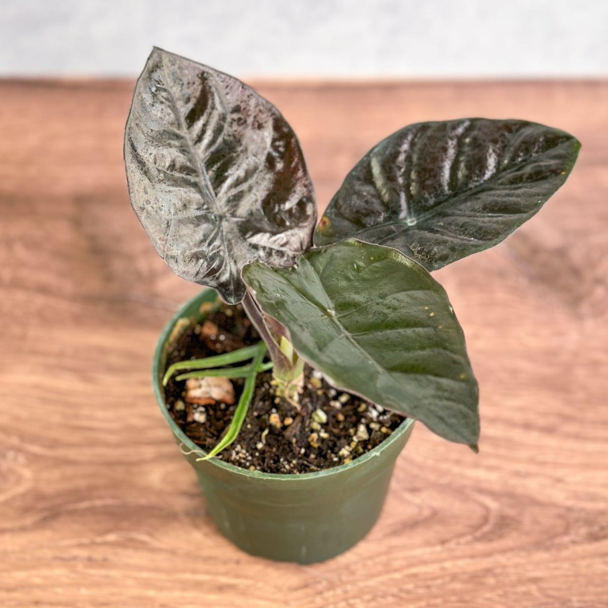 Alocasia infernalis 'Kapit' - Purple Elephant Ear - Ed's Plant Shop