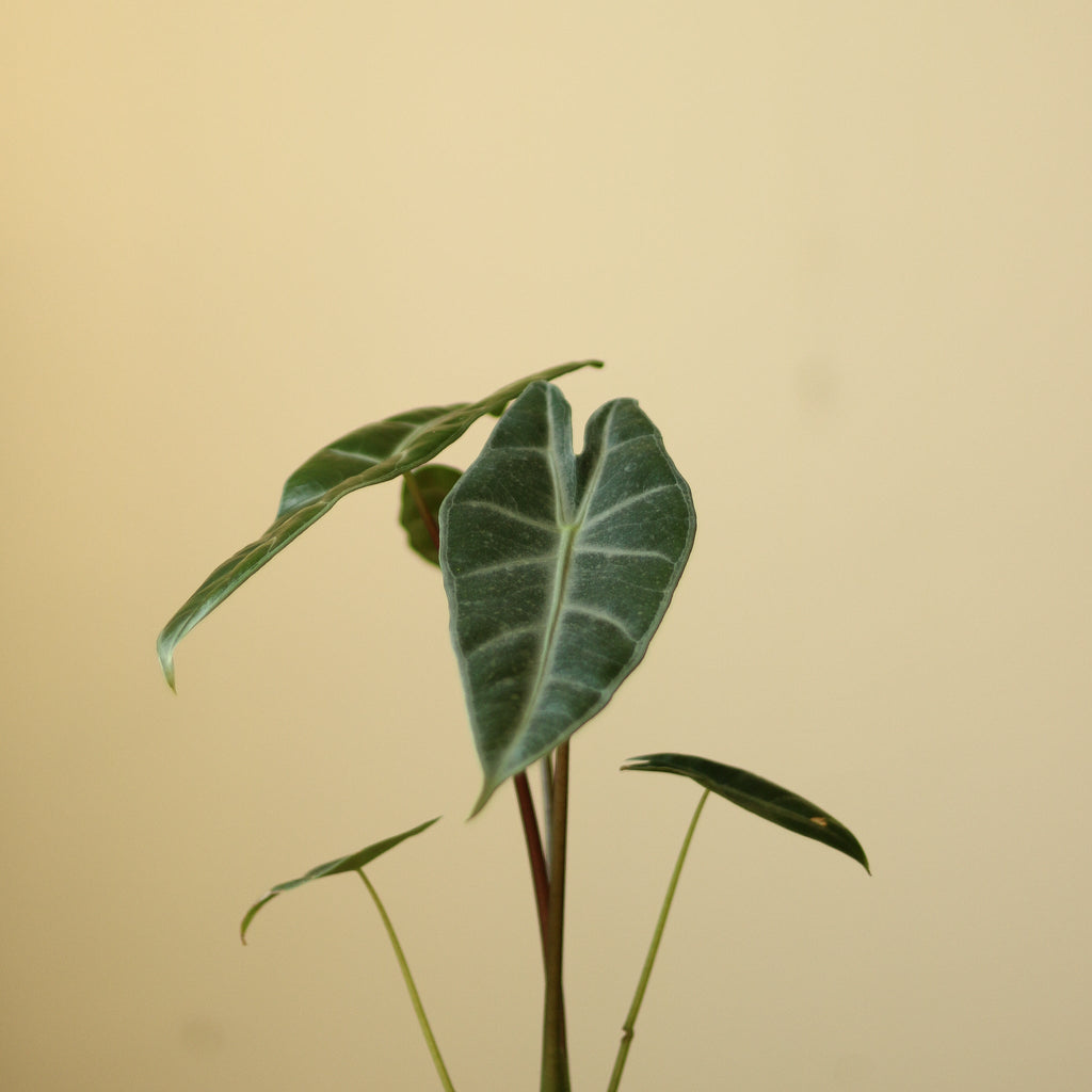 Alocasia longiloba - Dragon Scale Alocasia - Ed's Plant Shop