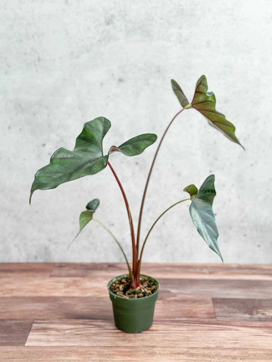 Alocasia priceps 'Purple Cloak' - Purple Cloak Elephant Ear - Ed's Plant Shop