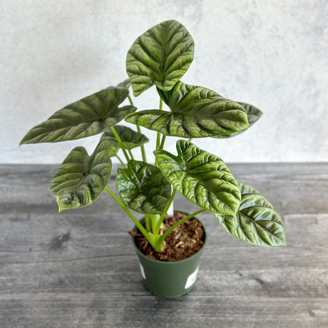 Alocasia 'Quilted Dreams' - Ed's Plant Shop