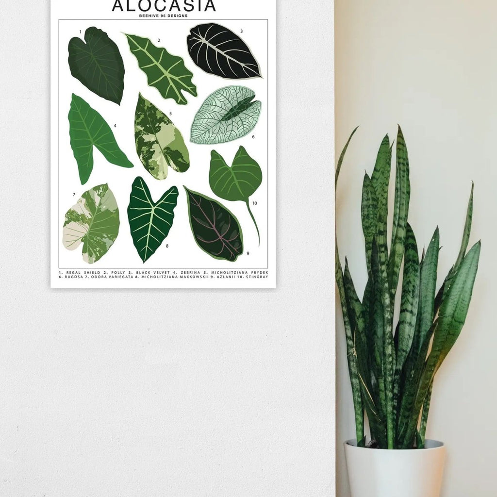 Alocasia Species ID Chart - Botanical Houseplant Art Print - Ed's Plant Shop