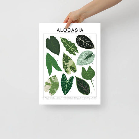 Alocasia Species ID Chart - Botanical Houseplant Art Print - Ed's Plant Shop