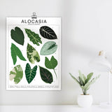 Alocasia Species ID Chart - Botanical Houseplant Art Print - Ed's Plant Shop