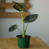 Alocasia x ‘Regal Shield’ - Ed's Plant Shop