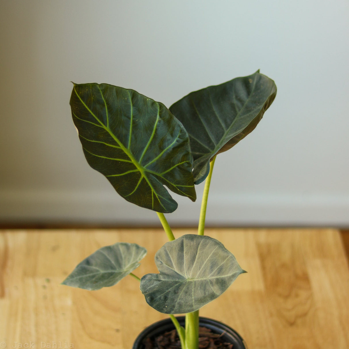 Alocasia x ‘Regal Shield’ - Ed's Plant Shop