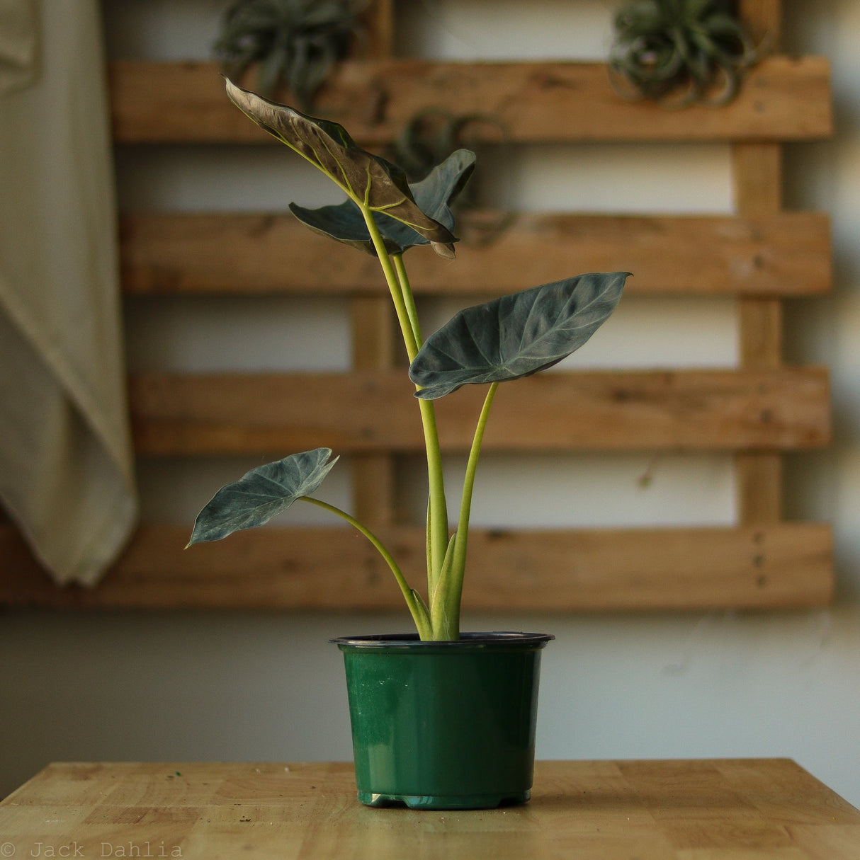 Alocasia x ‘Regal Shield’ - Ed's Plant Shop