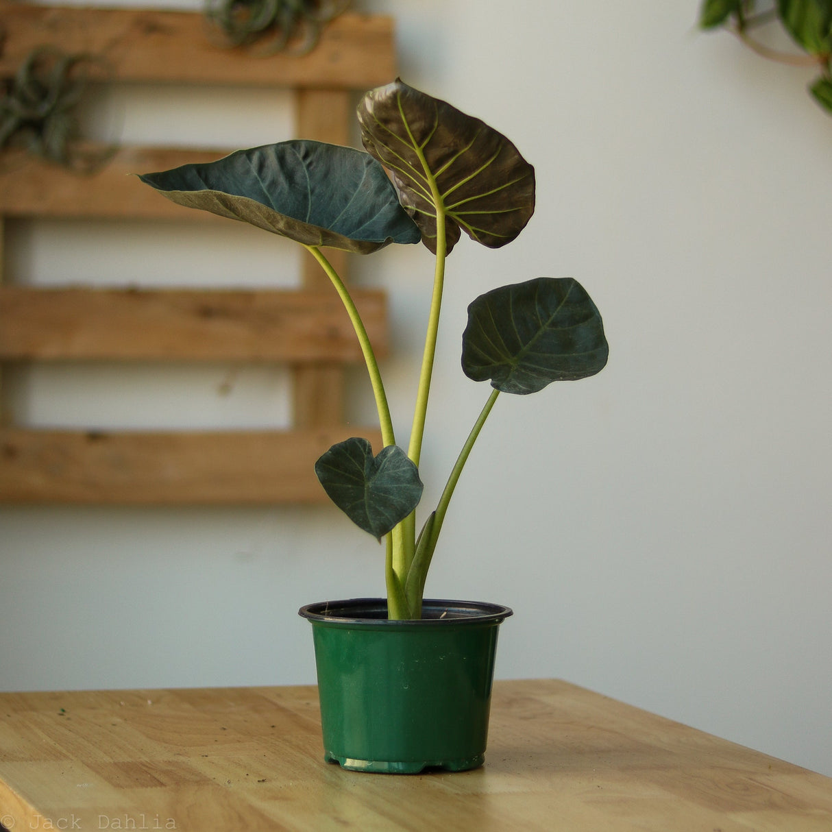 Alocasia x ‘Regal Shield’ - Ed's Plant Shop