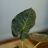 Alocasia x ‘Regal Shield’ - Ed's Plant Shop