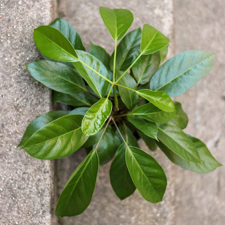 Alpine Schefflera ‘Umbrella Tree' - Ed's Plant Shop