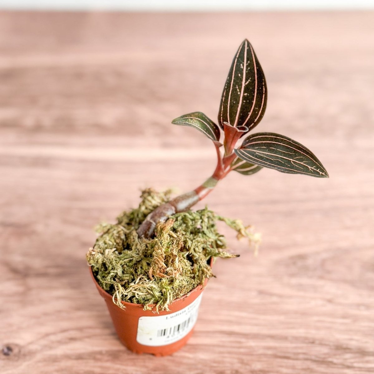 Anoectochilus Roxburghii - ‘Jewel Orchid’ - Ed's Plant Shop