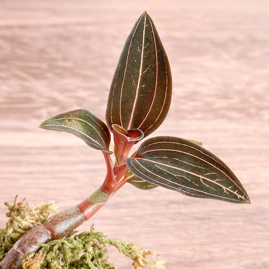 Anoectochilus Roxburghii - ‘Jewel Orchid’ - Ed's Plant Shop
