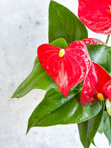 Anthurium Andraeanum 'Flamingo Flower' - Ed's Plant Shop