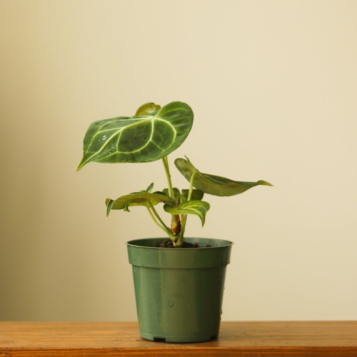 Anthurium clarinervium - Ed's Plant Shop