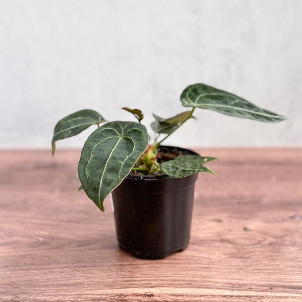 Anthurium forgetii - Teardrop Plant - Ed's Plant Shop