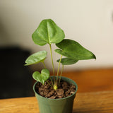 Anthurium Podophyllum 'Lacy Plant' - Ed's Plant Shop