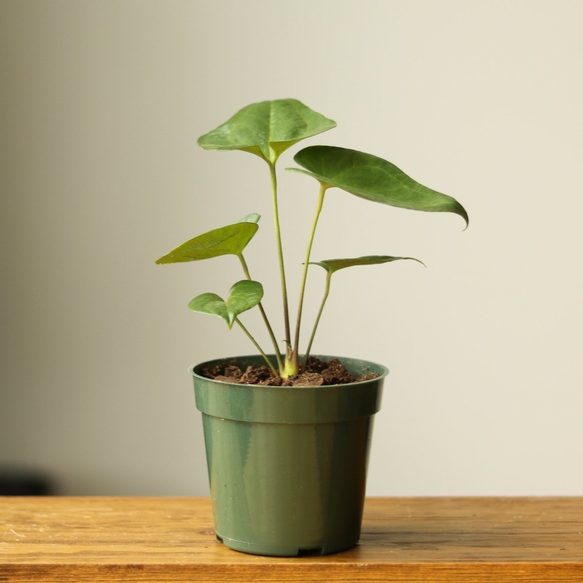 Anthurium Podophyllum 'Lacy Plant' - Ed's Plant Shop