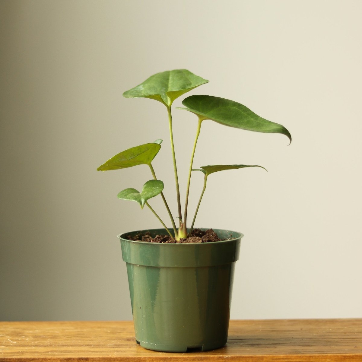 Anthurium Podophyllum 'Lacy Plant' - Ed's Plant Shop