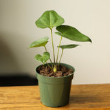 Anthurium Podophyllum 'Lacy Plant' - Ed's Plant Shop