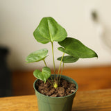 Anthurium Podophyllum 'Lacy Plant' - Ed's Plant Shop