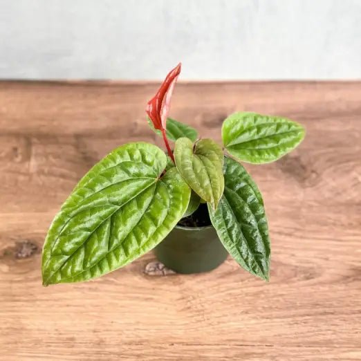 Anthurium radicans x luxurians - Quilted Hearts Anthurium - Ed's Plant Shop